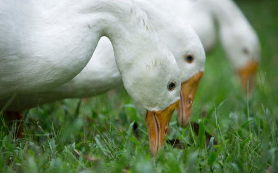 drie ganzen die gras aan het eten zijn