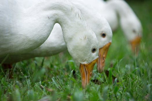 drie ganzen die gras aan het eten zijn